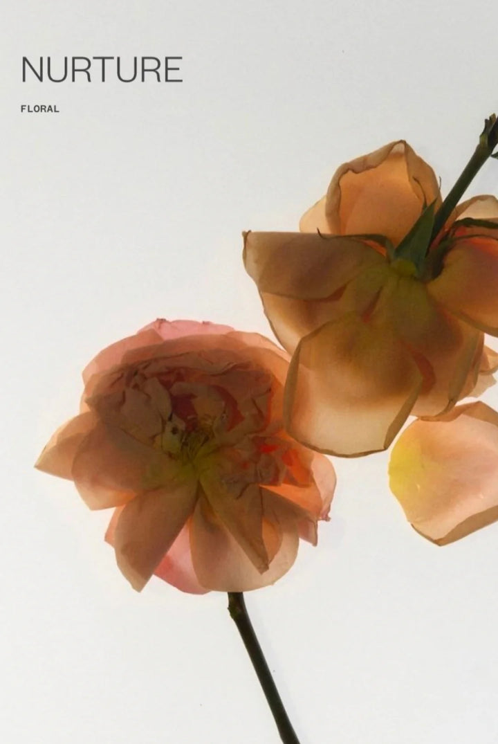 Abel Odor Nurture Perfume - 50ML